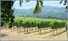 Bugay Vineyard