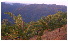 Fellom Vineyard