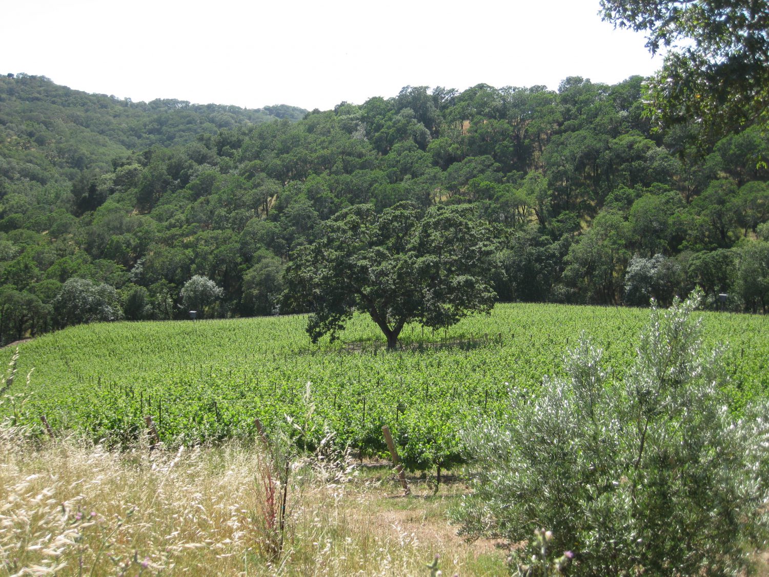 Clajeux Vineyard