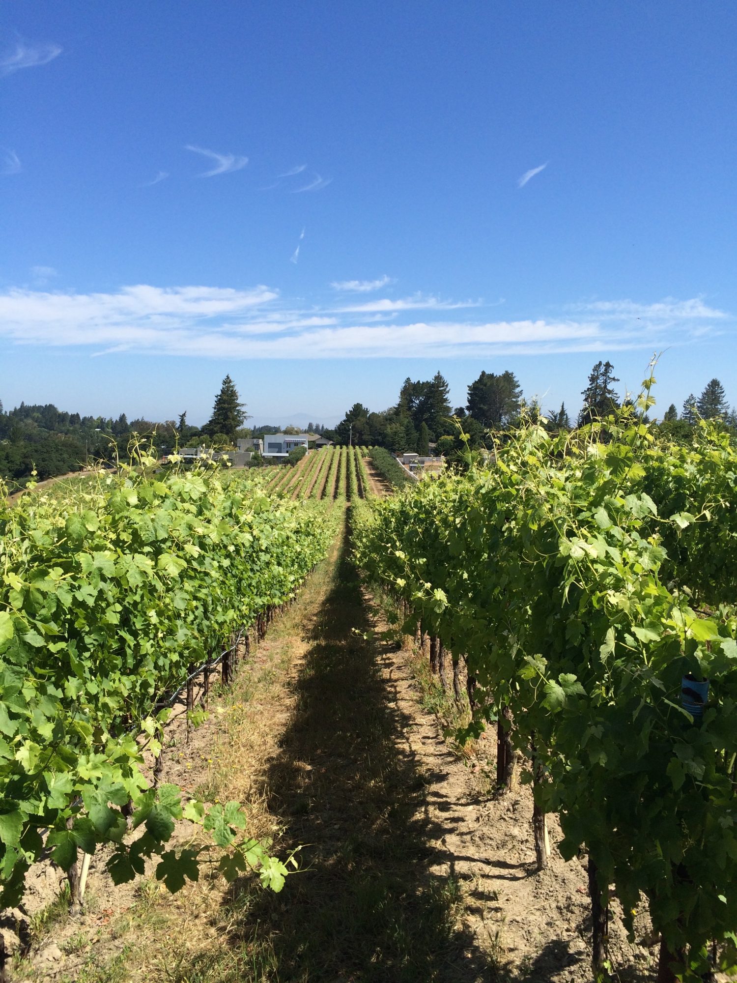 Baker Lane Vineyard