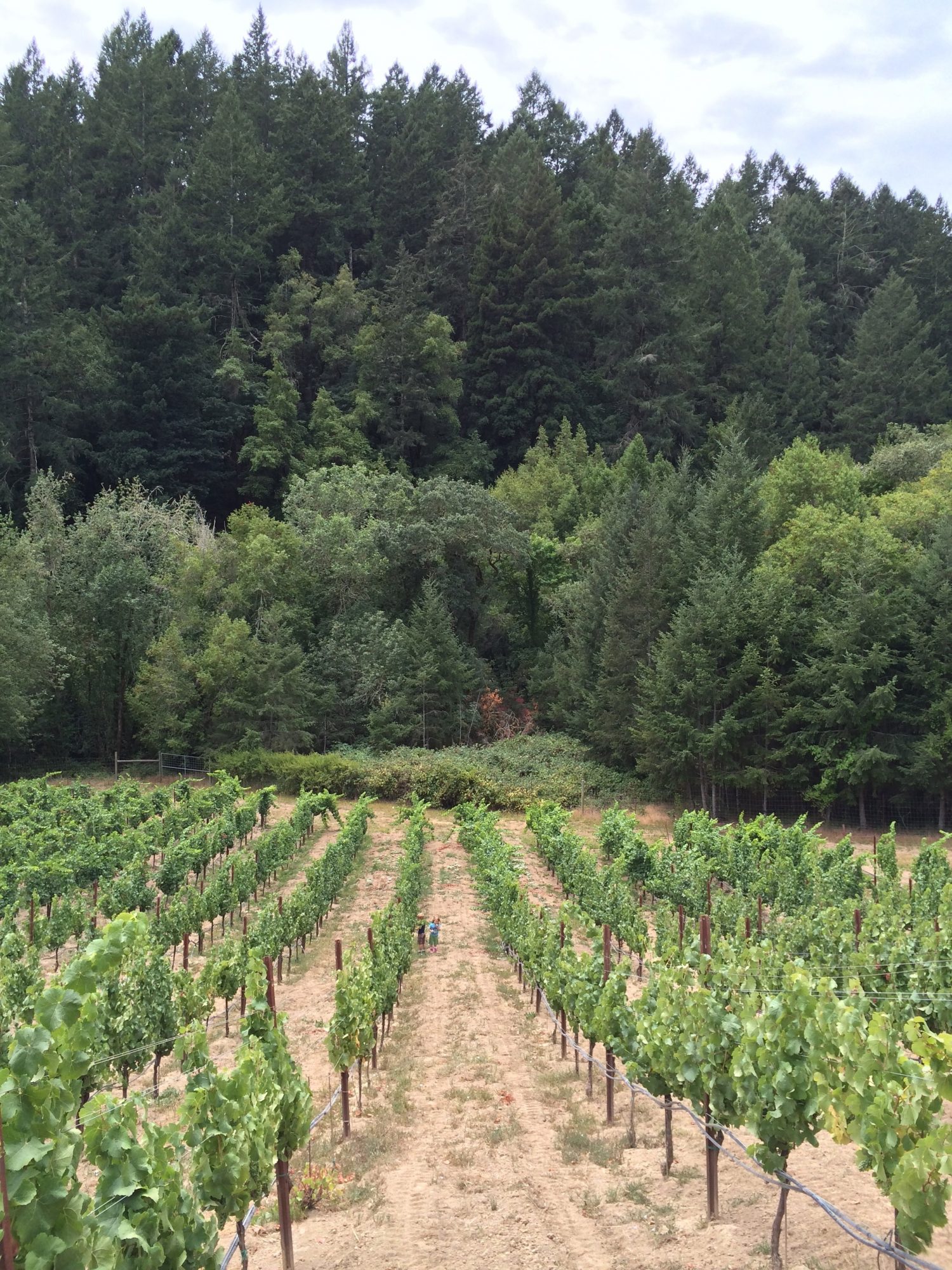 Bartolomei Vineyard