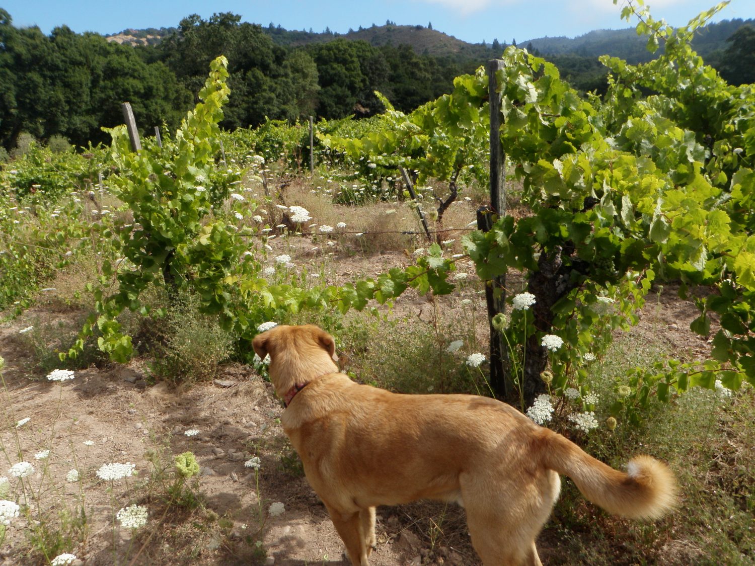 Farmer Family Vineyard