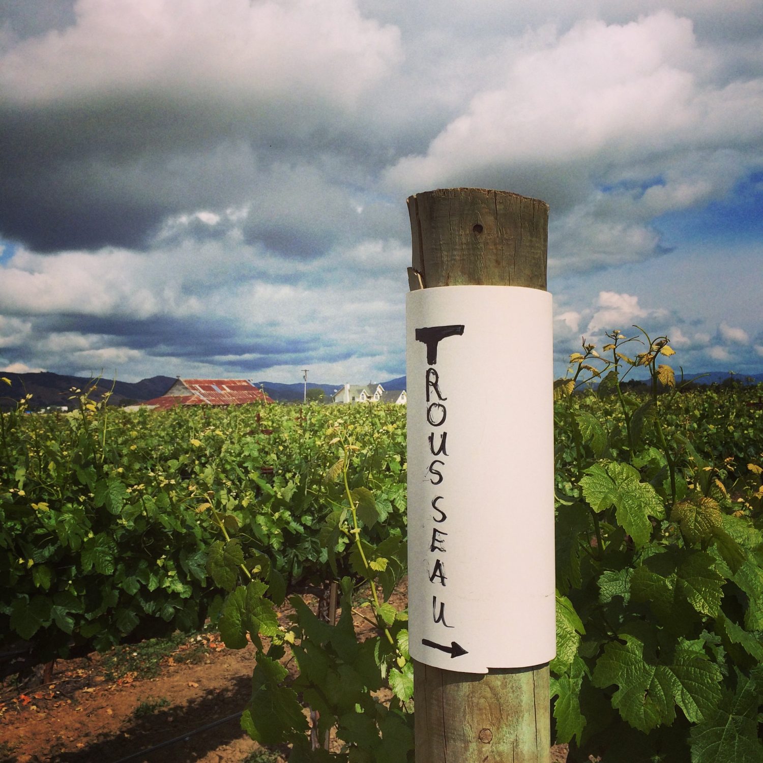 Luchsinger Vineyard