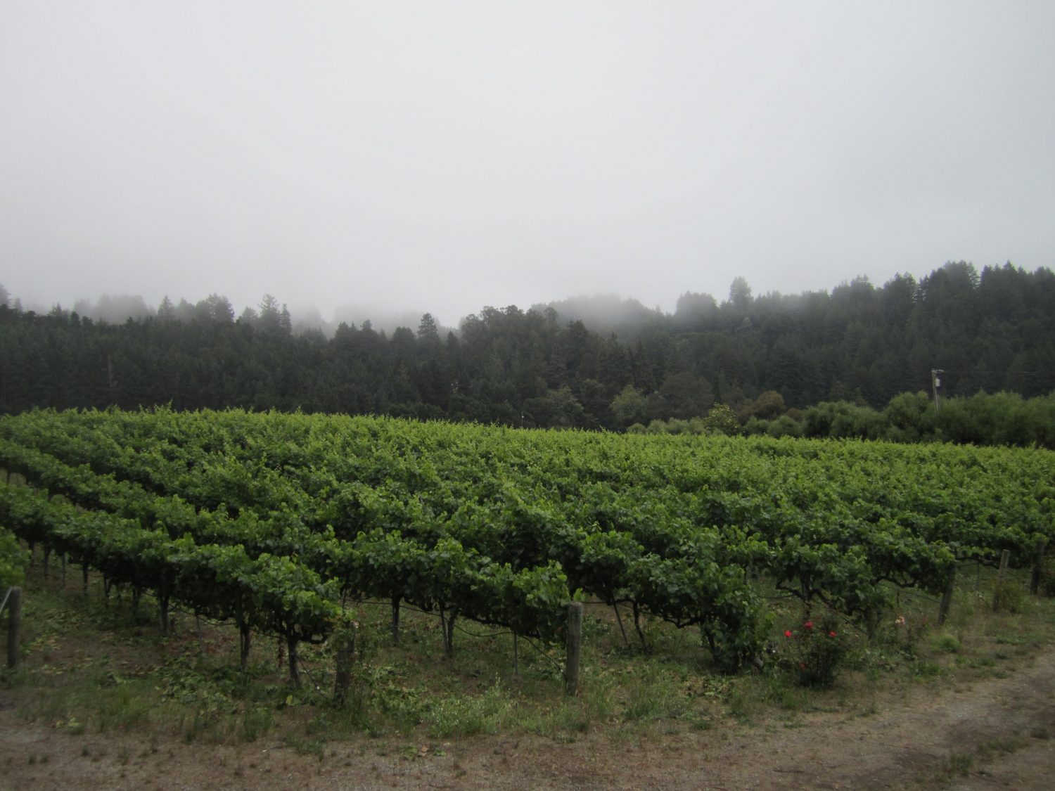 Trout Gulch Vineyard