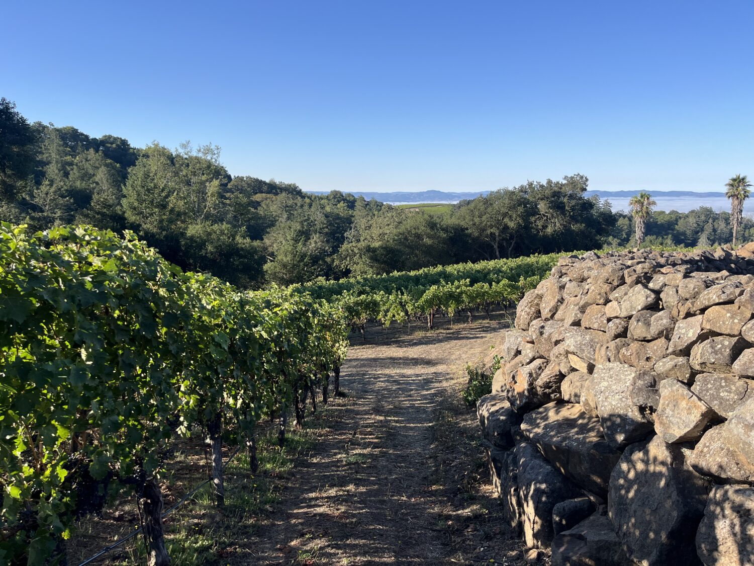 Lichau Hill Vineyard